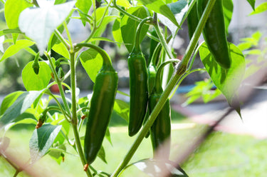 400 HOT JALAPENO PEPPER Capsicum Annuum Mexican Chili Vegetable Seeds